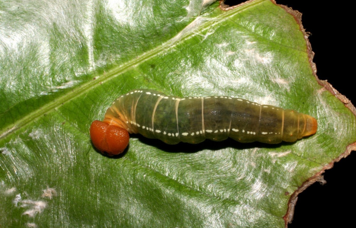 Fig. 11. Larva de <i>Entheus</i> Burns01 (Hesperiidae), comiendo <i>Eschweilera neei</i> (Lecythidaceae) Voucher: 05-SRNP-31805-DHJ404362.