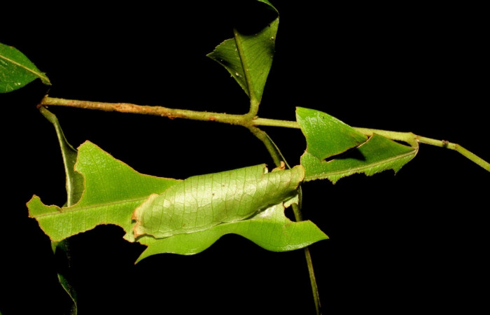 Fig. 14. Rufugio de larva <i>Entheus</i> Burns03 (Hesperiidae), en <i>Myrcia splendens</i> (Myrtaceae) Voucher: 06-SRNP-44104-DHJ417500.