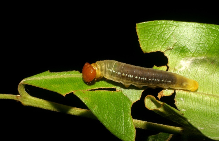 Fig. 16. Larva expuesta de su refugio <i>Entheus</i> Burns03 (Hesperiidae), en <i>Myrcia splendens</i> (Myrtaceae) Voucher: 06-SRNP-44104-DHJ417505.