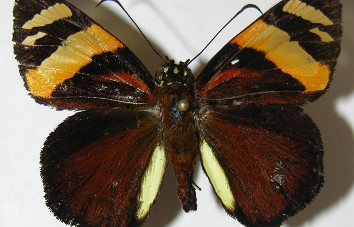 Fig. 5. Macho de <i>Entheus</i> Burns02 (Hesperiidae), vista dorsal. Voucher: 08-SRNP-33091-DHJ504796.