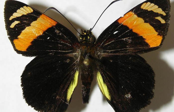 Fig. 7. Macho de <i>Entheus</i> Burns03 (Hesperiidae), vista dorsal. Voucher: 08-SRNP-66040-DHJ395894.