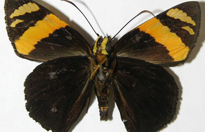 Fig. 8. Macho de <i>Entheus</i> Burns03 (Hesperiidae), vista ventral. Voucher: 08-SRNP-66040-DHJ395895.