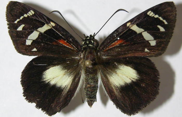 Fig. 6. Hembra de <i>Entheus</i> Burns02 (Hesperiidae), vista dorsal. Voucher: 09-SRNP-71529-DHJ512850.