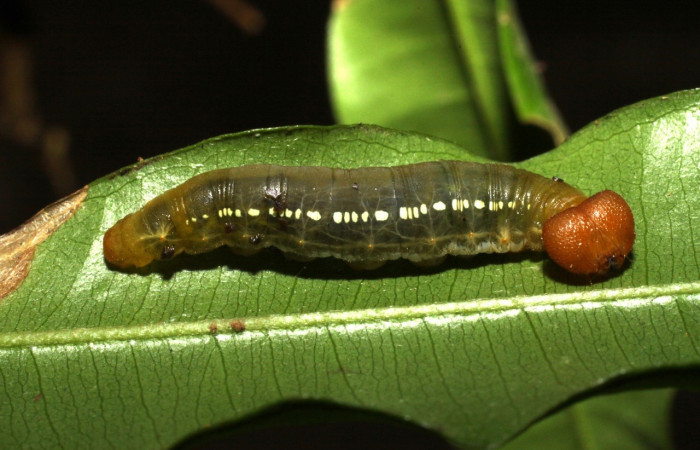 Fig. 20. Larva de <i>Entheus</i> Burns03 (Hesperiidae), comiendo <i>Myrsia splendens</i> (Myrtaceae) Voucher: 10-SRNP-55309-DHJ473148.