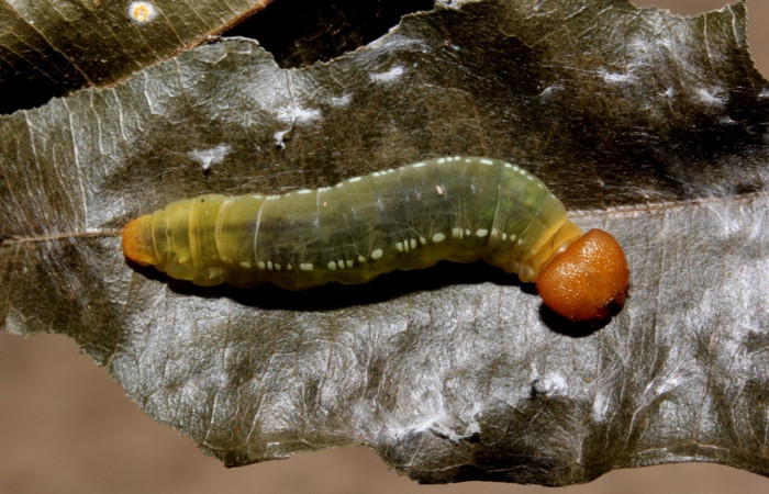Fig. 21. Larva de <i>Entheus</i> Burns03 (Hesperiidae), comiendo <i>Myrsia splendens</i> (Myrtaceae) Voucher: 15-SRNP-40679-DHJ803786.