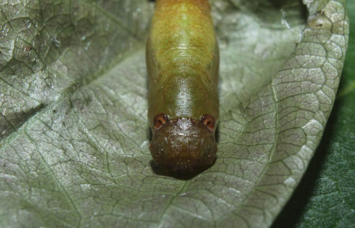 Fig. 24. Vista frontal pupa de <i>Entheus</i> Burns02.(Hesperiidae. Voucher: 16-SRNP-70997-DHJ733211.