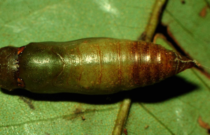 Fig. 26. Vista dorsal pupa de <i>Entheus</i> Burns01 (Hesperiidae. Voucher: 97-SRNP-710-DHJ40315.