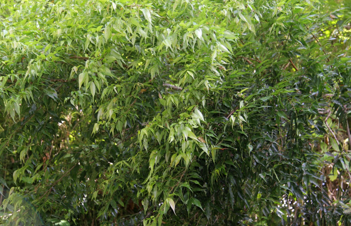 Fig. 2. <i>Myrcia splendens</i> (Myrtaceae), planta hospedera de <i>Entheus</i> Burns03 (Hesperiidae).Foto: Duvalier Briceño Cerdas, Agosto 2021.