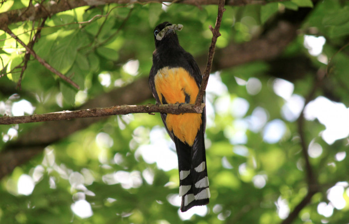 Fig. 10 Hembra <i>Trogon melanocephalus</i> (Trogonidae) perchada cerca del nido inspeccionando antes de volar para alimentar a sus pichones. 02 de Julio 2021 Casa Hacha Vieja, Sector El Hacha. Foto: Roster Moraga.