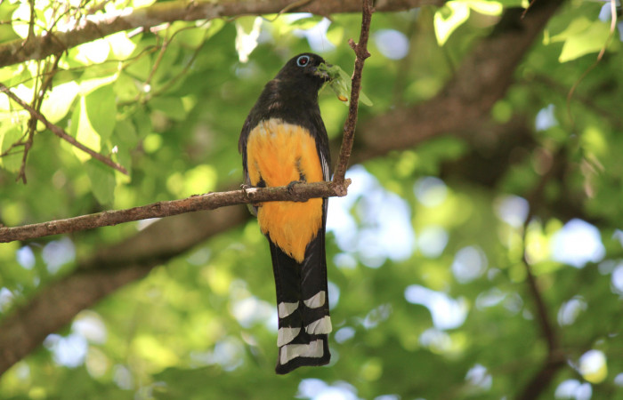 Fig. 11 Hembra <i>Trogon melanocephalus</i> (Trogonidae) perchada cerca del nido con un grillo tipo esperanza, inspeccionando antes de volar al nido para alimentar a sus pichones. 03 de Julio 2021 Casa Hacha Vieja, Sector El Hacha. Foto: Roster Moraga.