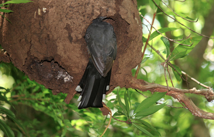Fig. 12 Hembra <i>Trogon melanocephalus</i> alimentando a sus pichones. 03 de Julio 2021 Casa Hacha Vieja, Sector El Hacha. Foto: Roster Moraga.