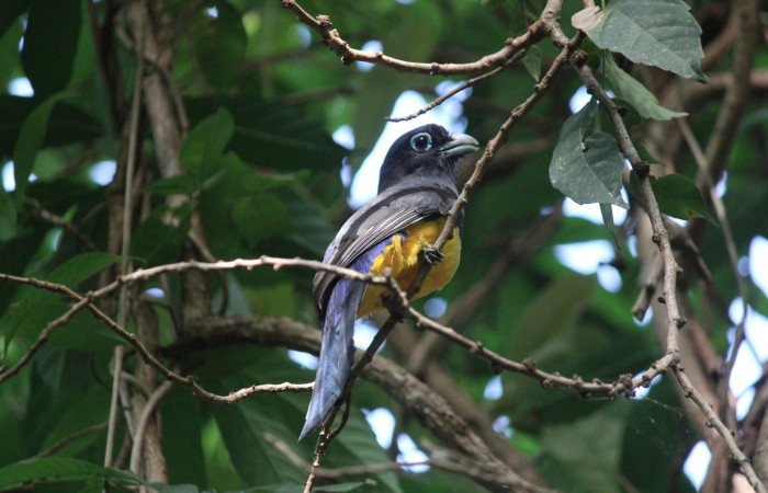 Fig. 1 Macho de <i>Trogon melanocephalus</i> (Trogonidae) perchado aproximadamente a unos 6 metros de altura sobre bosque seco del pacífico norte. 13 de Mayo 2021, Los Almendros Sector El Hacha. Area de Conservación Guancaste Foto: Roster Moraga.