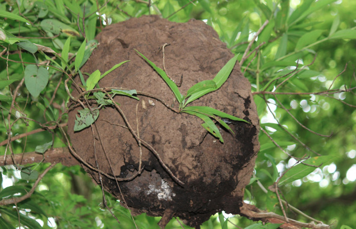 Fig. 2 Termitero a unos 3 metros del suelo; donde <i>Trogon melanocephalus</i> (Trogonidae) construyo su nido. 01 de Julio 2021, Lugar de anidación, Casa Hacha Vieja; Sector El Hacha. Foto. Roster Moraga.
