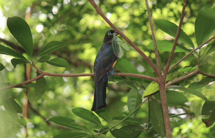 Fig. 3 Macho <i>Trogon melanocephalus</i> (Trogonidae), perchado en un arbolito pequeño con una Mantis en su pico; a unos 2 metros del suelo escuchando el llamado de sus pichones antes de entrar al nido. 02 de Julio 2021 Casa Hacha Vieja, Sector El Hacha. Foto: Roster Moraga