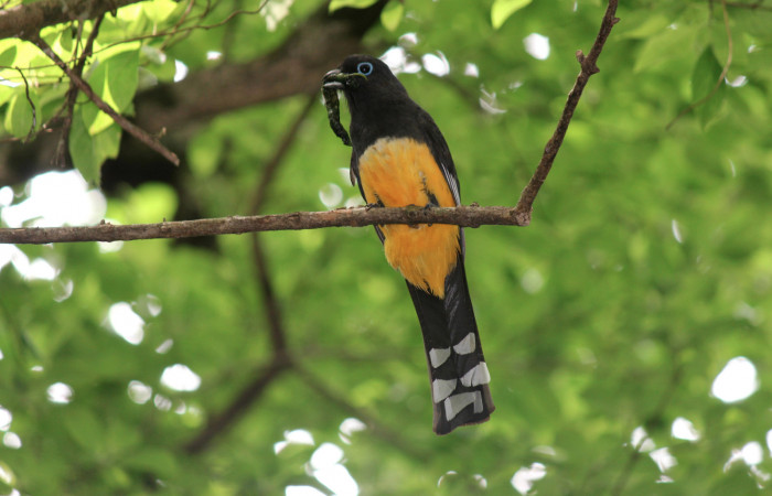 Fig. 4 Hembra de <i>Trogon melanocephalus</i> (Trogonidae), llevando un Sphingidae en su pico para alimentar a sus pichones; 02 de Julio 2021 Casa Hacha Vieja. Sector El Hacha. Foto: Roster Moraga.