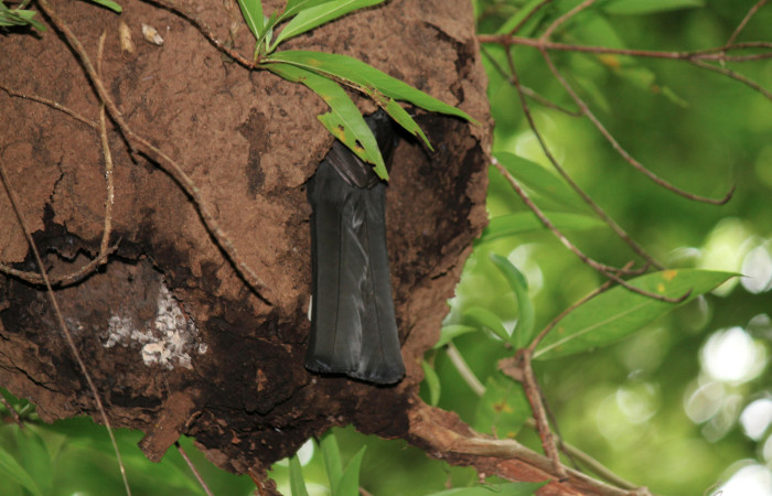 Fig. 5 Hembra <i>Trogon melanocephalus</i> (Trogonidae) parada en la entrada del nido alimentando a sus pichones. 02 de Julio 2021 Casa Hacha Vieja; Sector El Hacha. Foto: Roster Moraga.