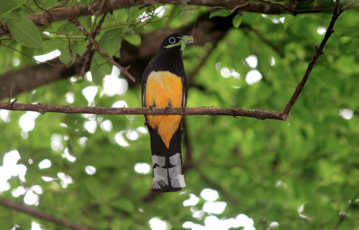 Fig. 6 Macho Trogon melanocephalus (Trogonidae), con un salta montes tipo esperanza en su pico antes de entrar al nido. 02 de Julio 2021 Casa Hacha Vieja; Sector El Hacha. Foto: Roster Moraga.