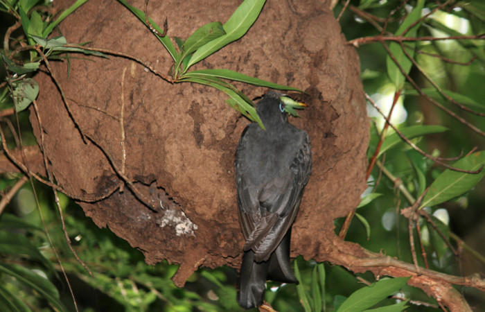Fig. 7  Hembra <i>Trogon melanocephalus</i> (Trogonidae), entregando un grillo tipo esperanza a sus pichones. 02 de Julio 2021 Casa Hacha Vieja, Sector El Hacha. Foto: Roster Moraga.