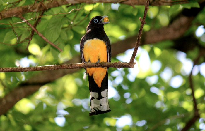 Fig. 8 Macho <i>Trogon melanocephalus</i> (Trogonidae) perchado cerca del nido inspeccionando antes de volar para alimentar a sus pichones. 02 de Julio 2021 Casa Hacha Vieja, Sector El Hacha. Foto: Roster Moraga.