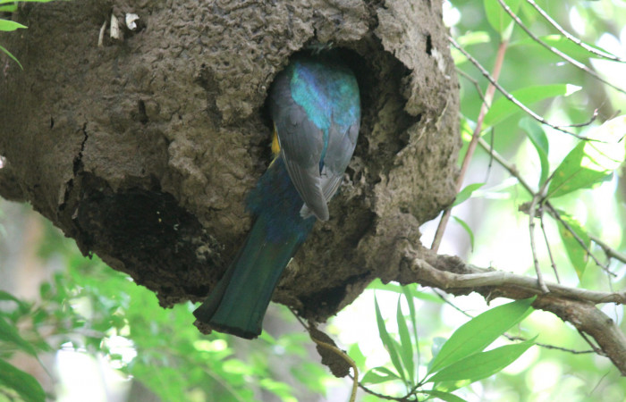 Fig. 9 Macho <i>Trogon melanocephalus</i> (Trogonidae) entregando el alimento a sus pichones. 02 de Julio 2021 Casa Hacha Vieja, Sector El Hacha. Foto: Roster Moraga.