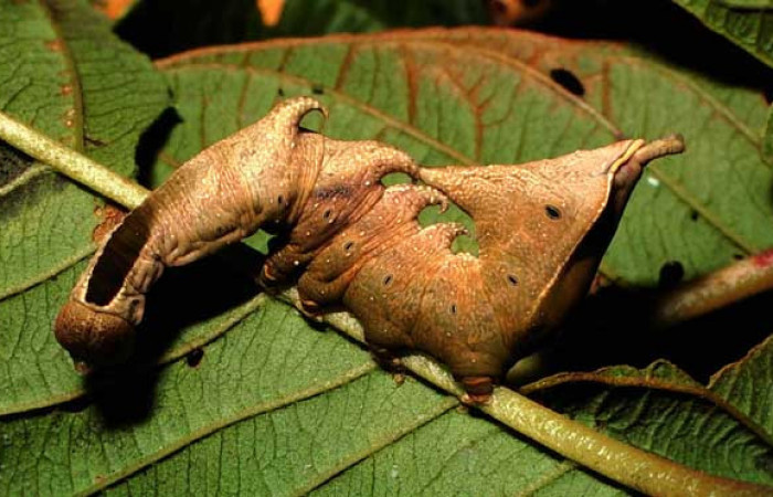 Figura 4. Larva <i>Nystalea sylvieduranae</i> (Notodontidae), último estadío (U) vista lateral, localidad Potrero Argentina, Sector San Cristóbal ACG (520m). Voucher: 01-SRNP-126-DHJ56934.jpg.