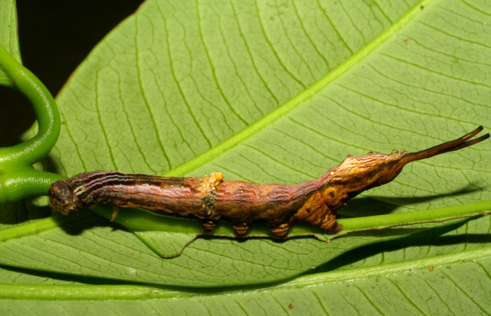 Figura 16. Larva <i>Nystalea marona</i> (Notodontidae), último estadío (U) vista lateral, localidad Sendero Colegio, Sector San Cristóbal ACG (520m). Voucher: 06-SRNP-2509-DHJ410389.jpg.