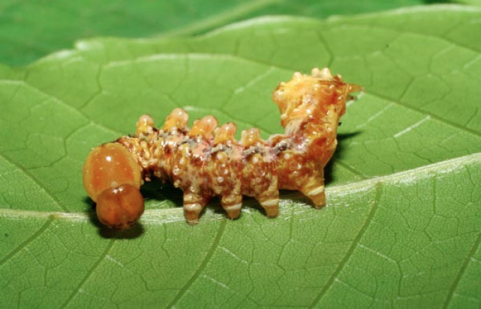 Figura 17. Larva <i>Nystalea superciliosa</i> (Notodontidae), penúltimo estadío (PU) vista lateral, localidad Sendero Naciente, Sector Pitilla ACG (700m). Voucher: 06-SRNP-31717-DHJ412839.jpg.