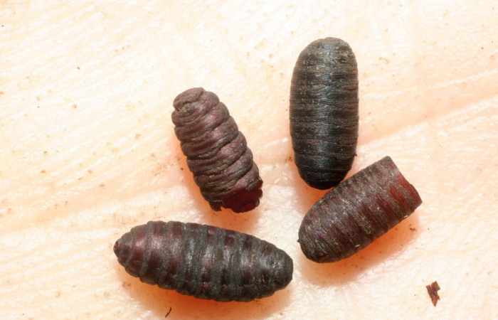 Figura 11. Restos de puparios de parásito <i>Winthemia</i> Wood16DHJ01 (Tachinidae) que ataca a <i>Nystalea sylvieduranae</i> (Notodontidae), localidad Sendero Sainos, Sector Mundo Nuevo ACG (397m). Voucher: 07-SRNP-58263-DHJ462008.jpg.