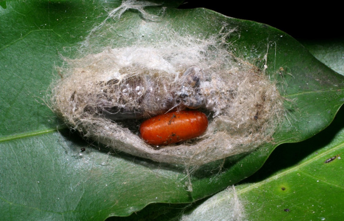 Figura 12. Pupario de parásito <i>Patelloa</i> xanthuraDHJ01 (Tachinidae) que ataca a <i>Nystalea sylvieduranae</i> (Notodontidae), localidad Vado Huacas, Sector Mundo Nuevo ACG (490m). Voucher: 07-SRNP-58780-DHJ428848.jpg.