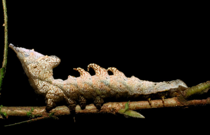 Figura 18. Larva <i>Nystalea inchoans</i> (Notodontidae), último estadío (U) vista lateral, localidad Pasmompa, Sector Pitilla ACG (440m). Voucher: 08-SRNP-30291-DHJ435824.jpg.