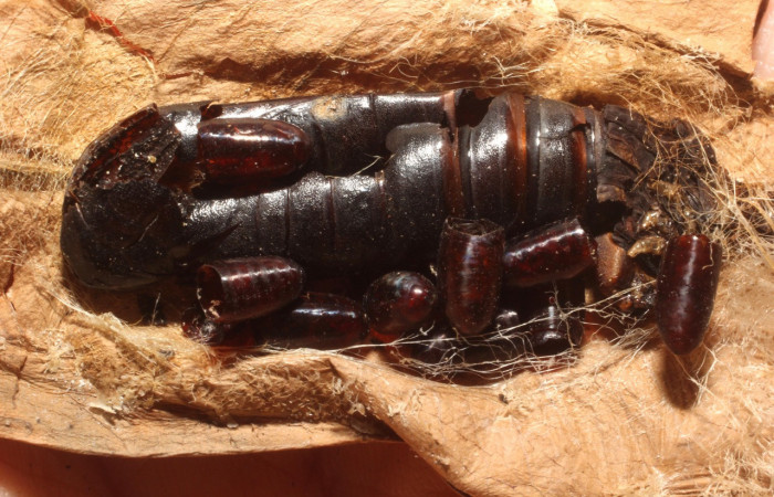 Figura 13. Restos de puparios de parásitos <i>Houghia delospilota</i> (Tachinidae) que ataca a <i>Nystalea sylvieduranae</i> (Notodontidae), localidad Estación Biológica Los Almendros, Sector el Hacha ACG (290m). Voucher: 12-SRNP-20327-DHJ804472.jpg.