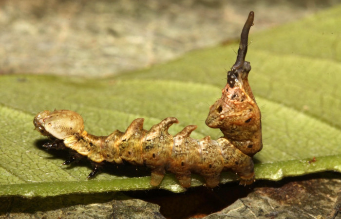 Figura 22. Larva <i>Nystalea striata</i> (Notodontidae), último estadío (U) vista lateral, localidad Sendero Orosilito, Sector Pitilla ACG (900m). Voucher: 13-SRNP-31697-DHJ720148.jpg.