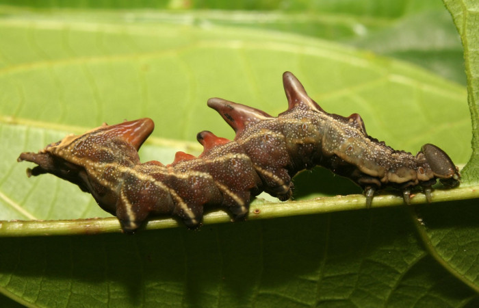 Figura 23. Larva <i>Nystalea virgula</i> (Notodontidae), último estadío (U) vista lateral, localidad Sendero Suspiro, Estación Biológica Quica, Sector Pitilla ACG (439m). Voucher: 13-SRNP-70407-DHJ702110.jpg.