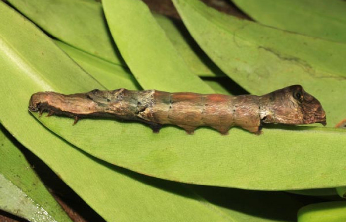 Figura 24. Larva <i>Nystalea aequipars</i> (Notodontidae), último estadío (U) vista lateral, localidad Pasmompa, Sector Pitilla ACG (440m). Voucher: 14-SRNP-31648-DHJ721421.jpg.
