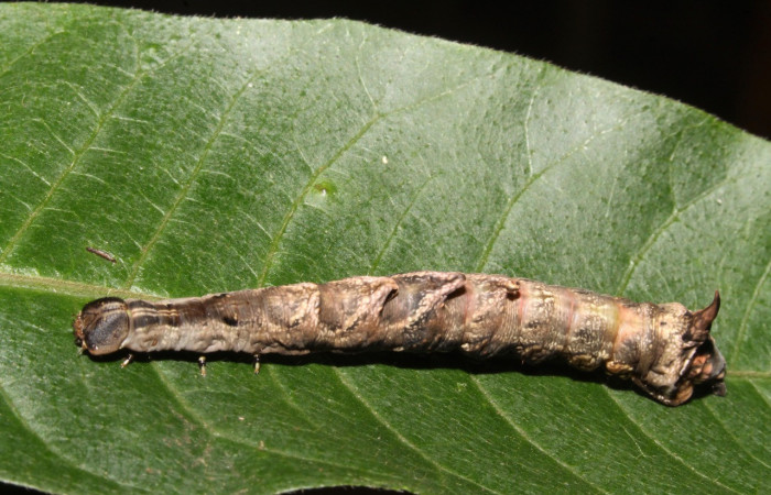 Figura 25. Larva <i>Nystalea ocellata</i> (Notodontidae), último estadío (U) vista dorsal, localidad Sendero Tucan, Sector Rincón Rain Forest ACG (410m). Voucher: 14-SRNP-43516-DHJ724068.jpg.