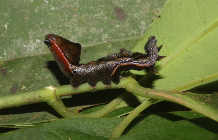 Figura 26. Larva <i>Nystalea henrikekmani</i> (Notodontidae), último estadío (U) vista lateral, localidad Sendero Canal, Sector Santa María ACG (799m). Voucher: 15-SRNP-55698-DHJ492361.jpg.