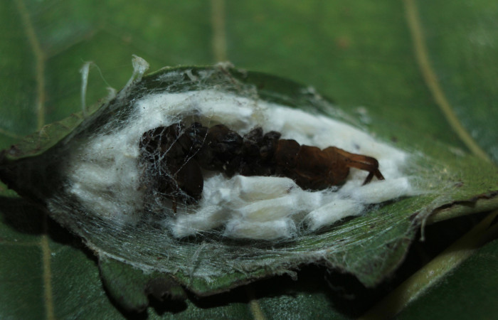 Figura 14. Capullos de parásito <i>Hypomicrogaster</i> OVRGDHJ03 (Braconidae) que ataca a Nystalea sylvieduranae (Notodontidae), localidad Estación Biológica Quica, Sector Pitilla ACG (470m). Voucher: 15-SRNP-71637-DHJ727842.jpg.