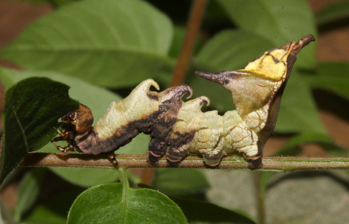Figura 27. Larva <i>Nystalea ebalea</i> (Notodontidae), último estadío (U) vista lateral, localidad Pasmompa, Sector Pitilla ACG (440m). Voucher: 18-SRNP-30097-DHJ743266.jpg.