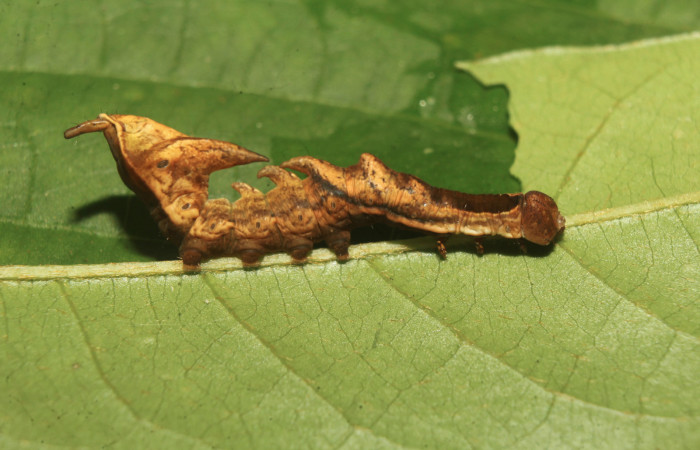 Figura 2. Larva <i>Nystalea sylvieduranae</i> (Notodontidae), tercer estadío (PPU) vista lateral, localidad Calma Estación Biológica Quica, Sector Pitilla ACG (412m). Voucher: 21-SRNP-70580-DHJ780544.jpg.
