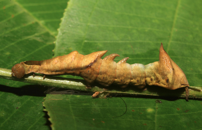 Figura 3. Larva <i>Nystalea sylvieduranae</i> (Notodontidae), penúltimo estadío (PU) vista lateral, localidad Calma Estación Biológica Quica, Sector Pitilla ACG (412m). Voucher: 21-SRNP-70580-DHJ780558.jpg.