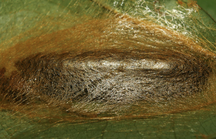 Figura 5. Capullo de pupa de <i>Nystalea sylvieduranae</i> (Notodontidae), vista lateral, localidad Calma Estación Biológica Quica, Sector Pitilla ACG (412m). Voucher: 21-SRNP-70580-DHJ780564.jpg.