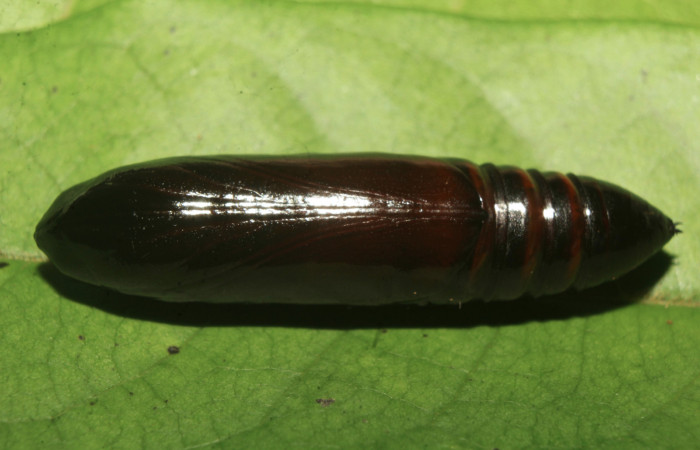 Figura 6. Pupa de <i>Nystalea sylvieduranae</i> (Notodontidae), vista dorsal, localidad Calma Estación Biológica Quica, Sector Pitilla ACG (412m). Voucher: 21-SRNP-70580-DHJ780567.jpg.