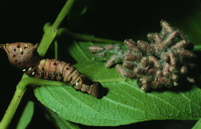Figura 15. Capullos de parásitos <i>Glyptapanteles garygibsoni</i> (Braconidae) que ataca a <i>Nystalea sylvieduranae</i> (Notodontidae), localidad Area Administrativa, Sector Santa Rosa ACG (295m). Voucher: 82-SRNP-418-DHJ4186.jpg.