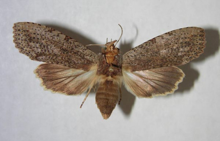 Figura 1. Adulto de <i>Nystalea sylvieduranae</i> (Notodontidae), vista dorsal, localidad Cafetal Sector Santa Rosa ACG (280m). Voucher: 90-SRNP-1131-DHJ362208.jpg.