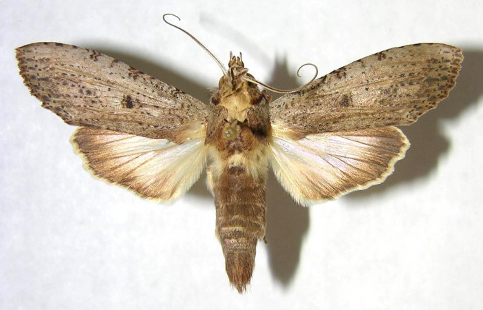 Figura 7. Adulto de <i>Nystalea sylvieduranae</i> (Notodontidae), macho vista dorsal, localidad Bosque Húmedo, Sector Santa Rosa ACG (290m). Voucher: 91-SRNP-2203-DHJ362160.jpg.