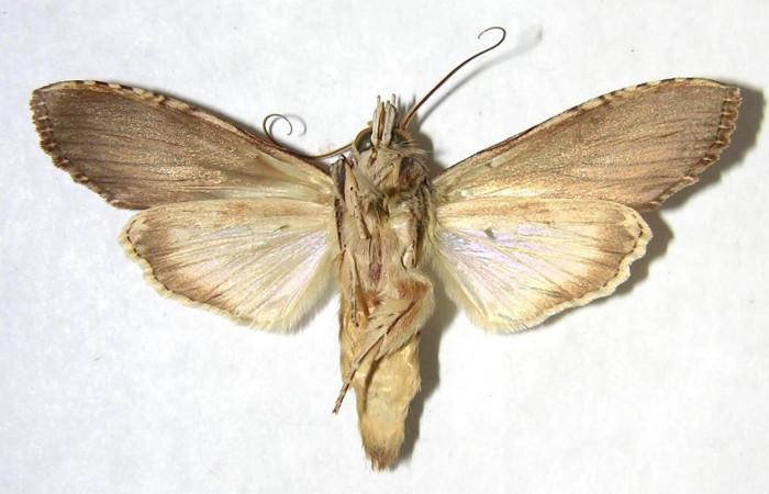 Figura 8. Adulto de <i>Nystalea sylvieduranae</i> (Notodontidae), macho vista ventral, localidad Bosque Húmedo, Sector Santa Rosa ACG (290m). Voucher: 91-SRNP-2203-DHJ362161.jpg.