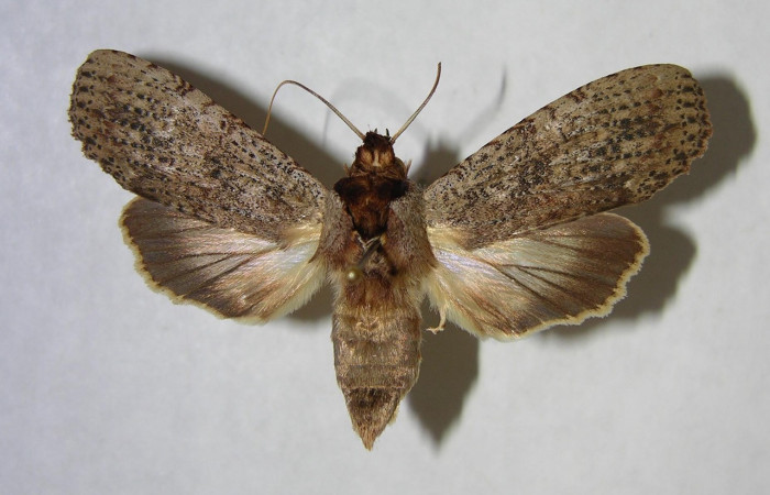 Figura 9. Adulto de <i>Nystalea sylvieduranae</i> (Notodontidae), hembra vista dorsal, localidad Quebrada Guapote, Sector Santa Rosa ACG (240m). Voucher: 92-SRNP-3883-DHJ362200.jpg.