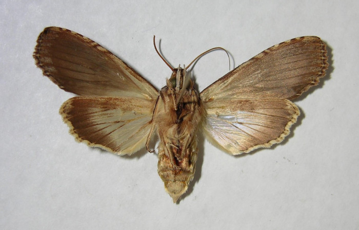 Figura 10. Adulto de <i>Nystalea sylvieduranae</i> (Notodontidae), hembra vista ventral, localidad Quebrada Guapote, Sector Santa Rosa ACG (240m). Voucher: 92-SRNP-3883-DHJ362201.jpg.