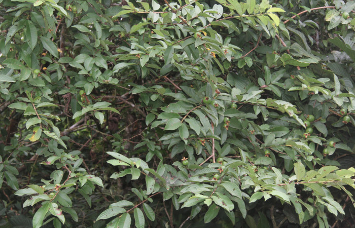 Figura 28. Planta hospedera de <i>Nystalea sylvieduranae</i> (Notodontidae), esta planta se llama <i>Psidiun guajava</i> (introducido) (Myrtaceae), localidad Estación Biológica Quica, Sector Pitilla ACG (470m). Foto: Ricardo Calero, 23 Agosto 2021.