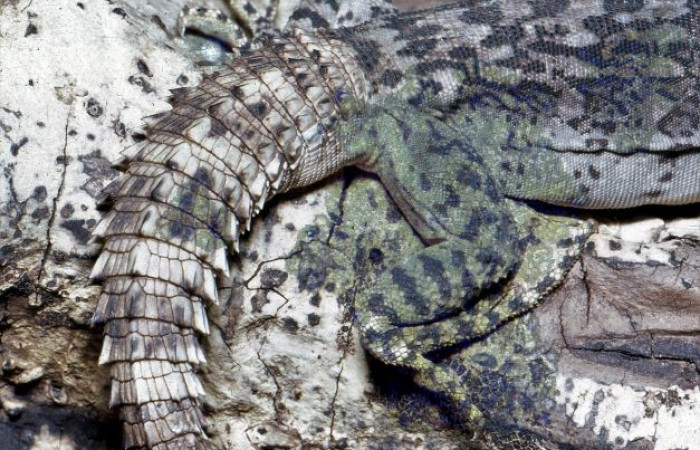 La Cruz Guanacaste  2008  Foto: Alejandro Solórzano